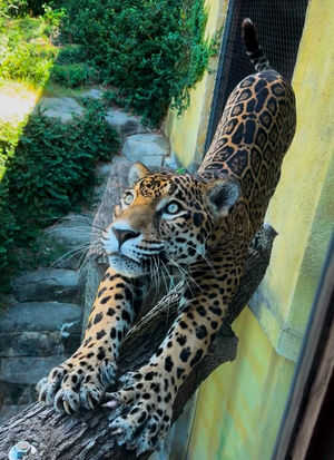 Image post by @bhamzoo on Instagram