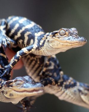 Image post by @uflorida on Instagram