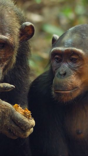 Video post by @bbcearth on Instagram