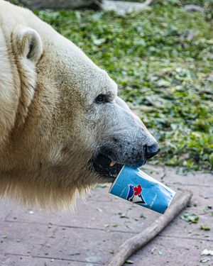 Image post by @thetorontozoo on Instagram