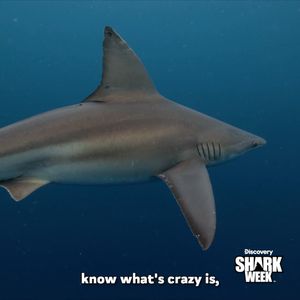 Video post by @SharkWeek on Twitter