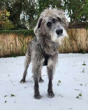 Image post by @thesavannahwolfhound on Instagram