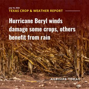 Image post by @txextension on Instagram