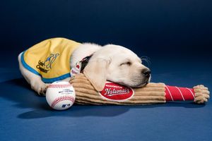 Image post by @canineorg on Instagram