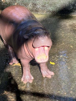 Image post by @khamoo.andthegang on Instagram