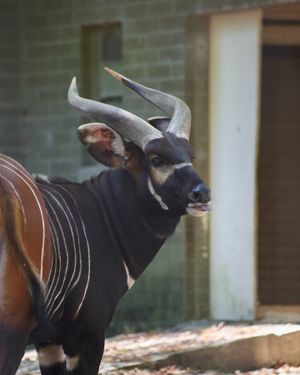 Image post by @bhamzoo on Instagram