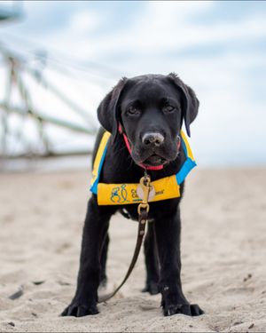 Image post by @canineorg on Instagram