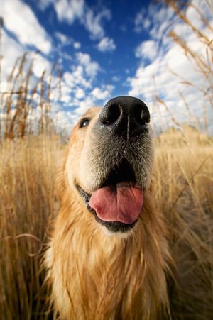Image post by @AnimalPlanet on Twitter