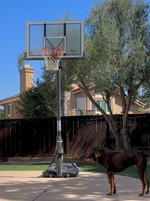 Image post by @dom.dunks on Instagram