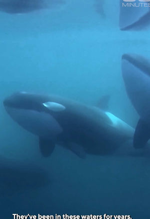 Video post by @60minutes on TikTok