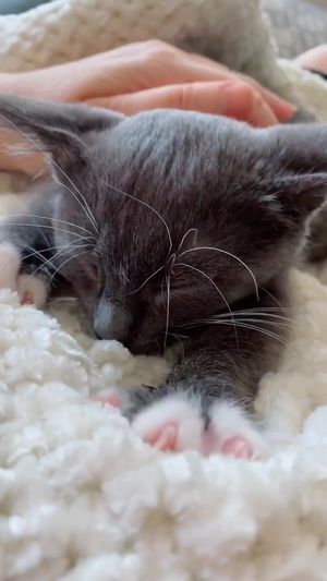 Video post by @livinglocurto on TikTok