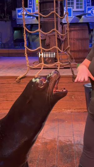 Video post by @visitmyrtlebeach on TikTok