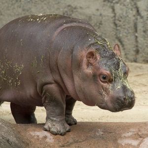 Image post by @sandiegozoo on Instagram