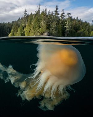 Image post by @sealegacy on Instagram
