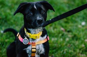 Image post by @MiamiOHBaseball on Twitter