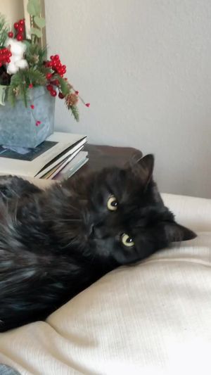 Video post by @livinglocurto on TikTok