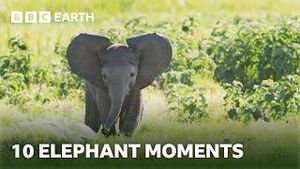 Video post by @bbcearth on YouTube