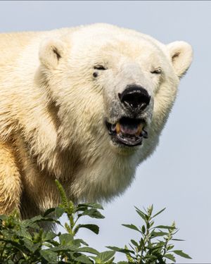 Image post by @thetorontozoo on Instagram