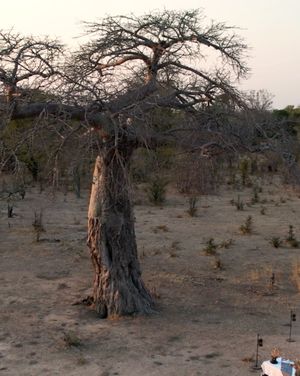 Image post by @chiawasafaris on Instagram