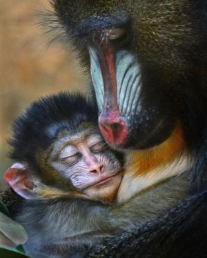 Image post by @sandiegozoo on Instagram