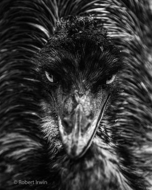 Image post by @robertirwinphotography on Instagram