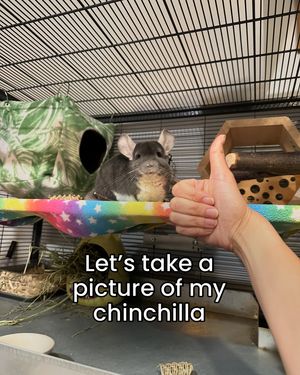 Image post by @chinpals on Instagram