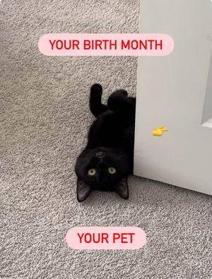 Image post by @petsmart on Instagram