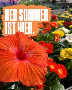 Image post by @oldenburgerwohngarten on Instagram