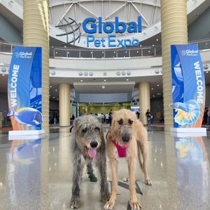 Image post by @thesavannahwolfhound on Instagram