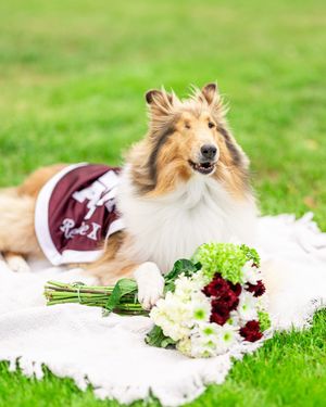 Image post by @reveille on Twitter