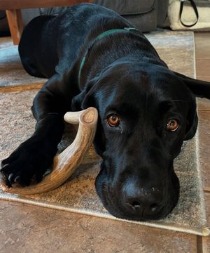 Image post by @farmtopet on Instagram
