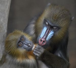 Image post by @sandiegozoo on Instagram