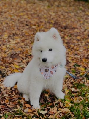 Image post by @littlebearlumi on Instagram