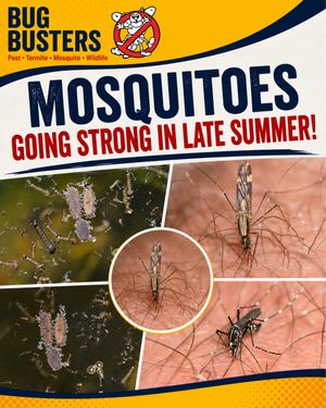 Image post by @bugbustersusa on Instagram