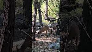 Video post by @allisonhollandmedia on YouTube