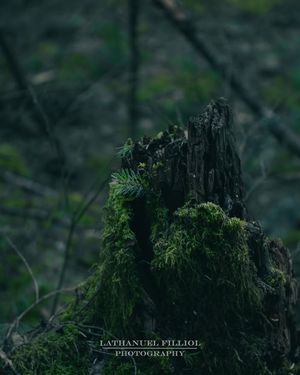 Image post by @Lathanuel Filliol Photography on Facebook