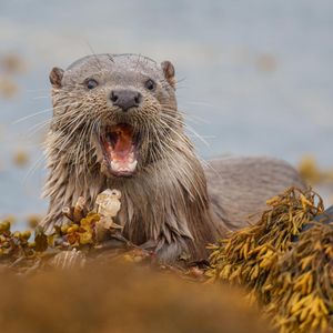 Image post by @bbcearth on Instagram