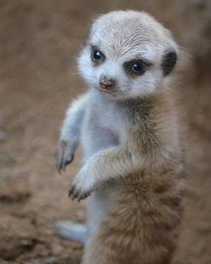Image post by @sandiegozoo on Instagram
