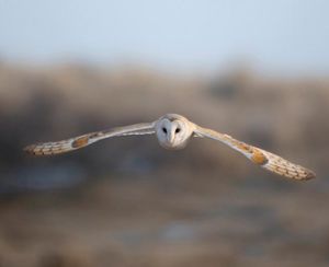 Image post by @rspb on Instagram