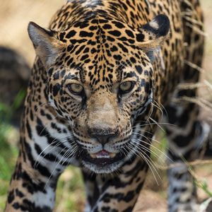 Image post by @sandiegozoo on Instagram