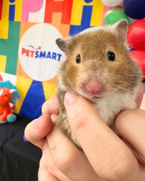 Video post by @petsmart on TikTok