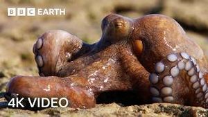 Video post by @bbcearth on YouTube