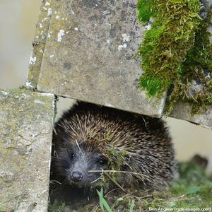 Image post by @rspb on Instagram