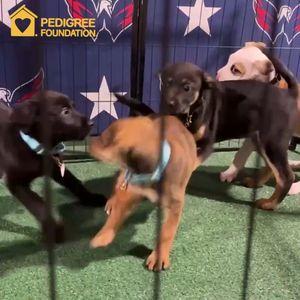 Video post by @Capitals on Facebook