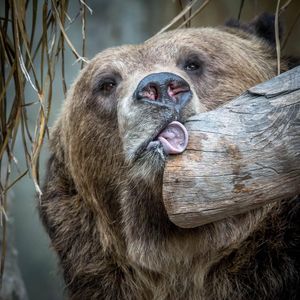 Image post by @sandiegozoo on Instagram