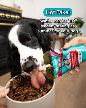 Image post by @solidgoldpets on Instagram