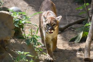 Image post by @bhamzoo on Instagram