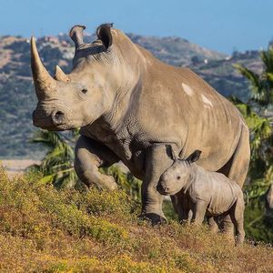 Image post by @sandiegozoo on Instagram