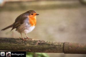 Image post by @rspb on Instagram