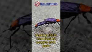 Video post by @bugbustersusa on YouTube